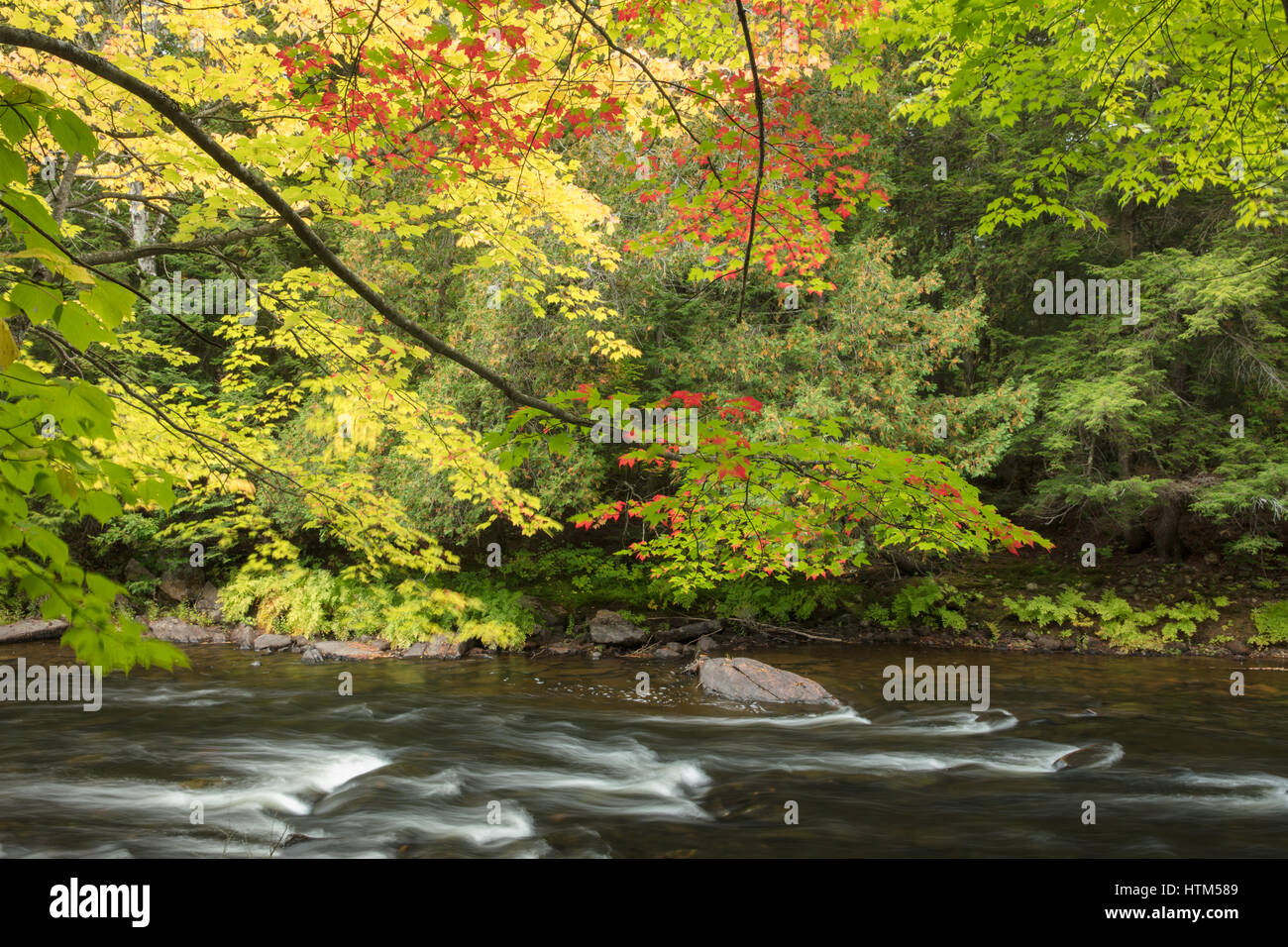 Colori dell'Autunno lungo il fiume Oxtongue a Ragged Falls Provincial Park, Ontario, Canada Foto Stock