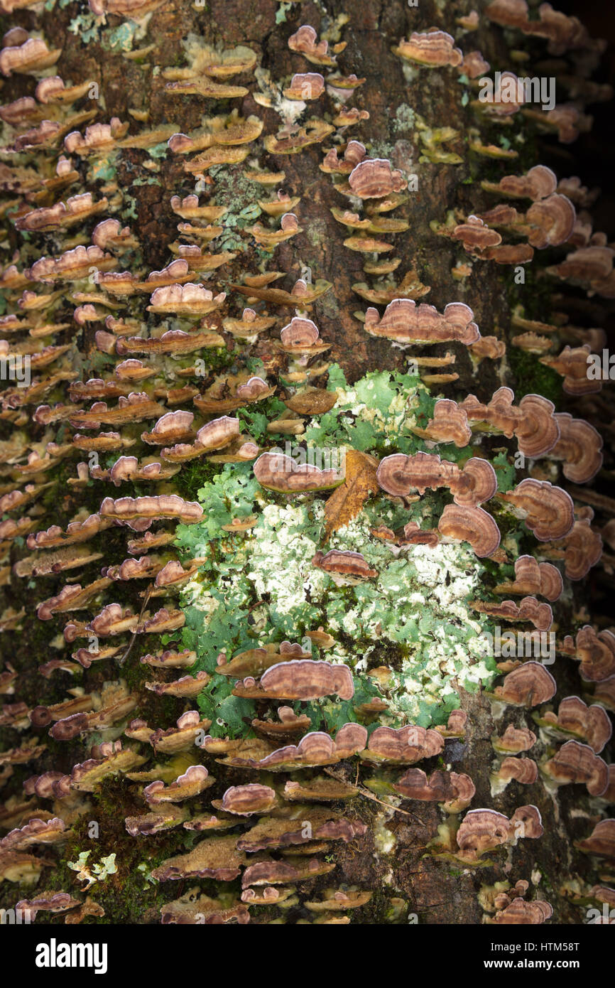 Dettagli della corteccia e funghi lungo il fiume Oxtongue a Ragged Falls Provincial Park, Ontario, Canada Foto Stock