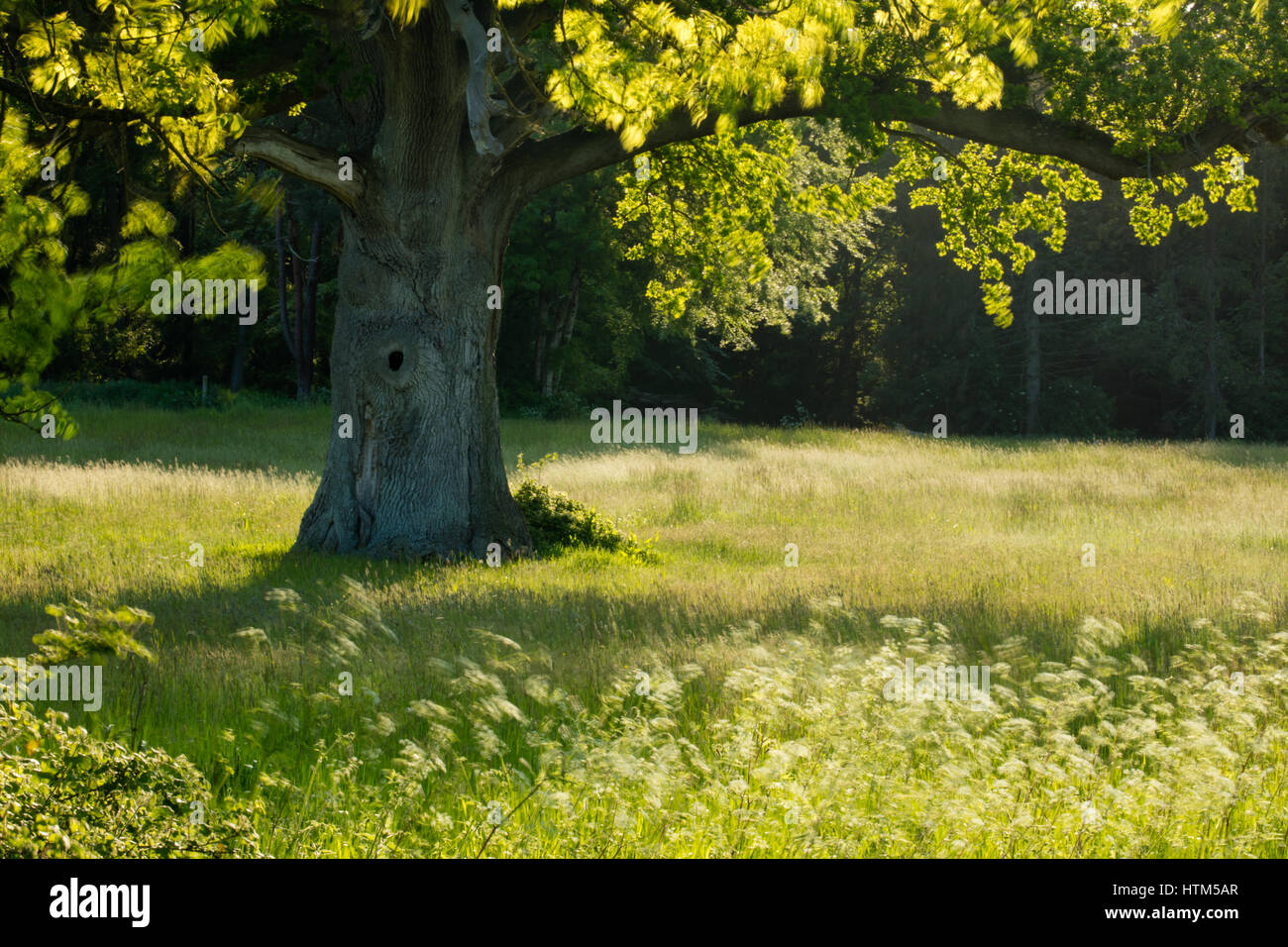 In estate sul Sherborne station wagon, Dorset, England, Regno Unito Foto Stock