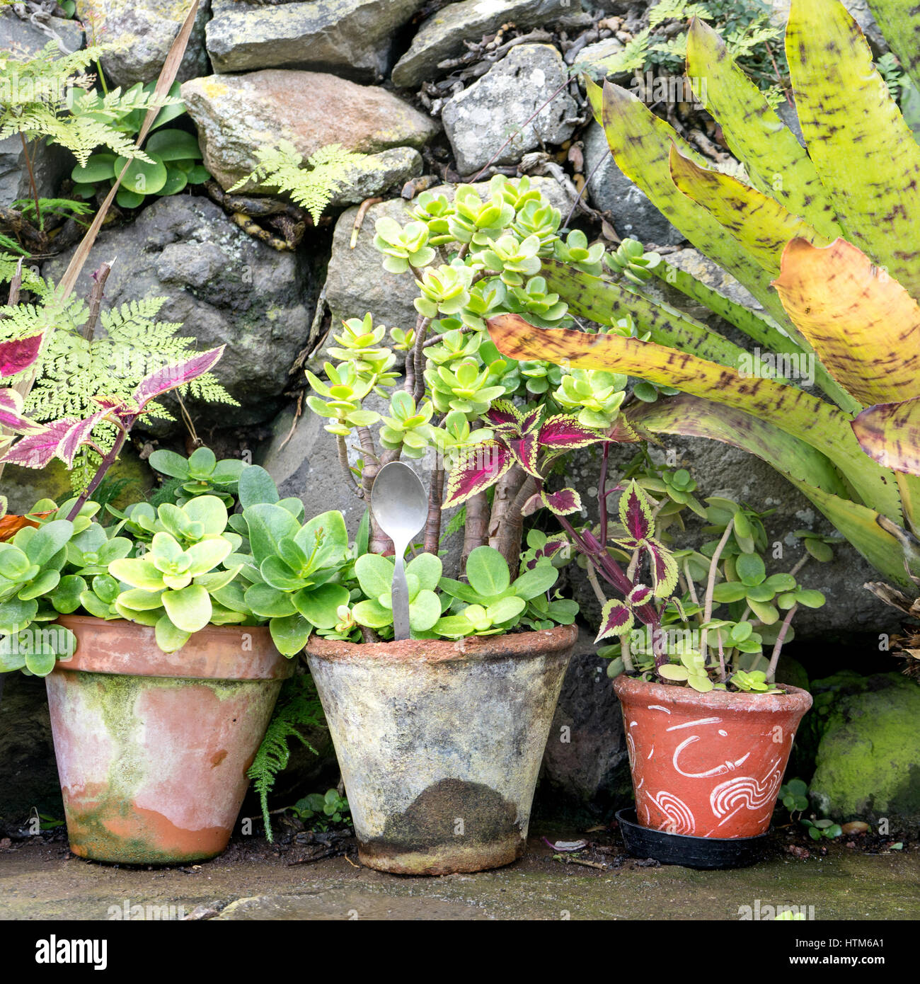 Vasi con piante differenti Foto Stock