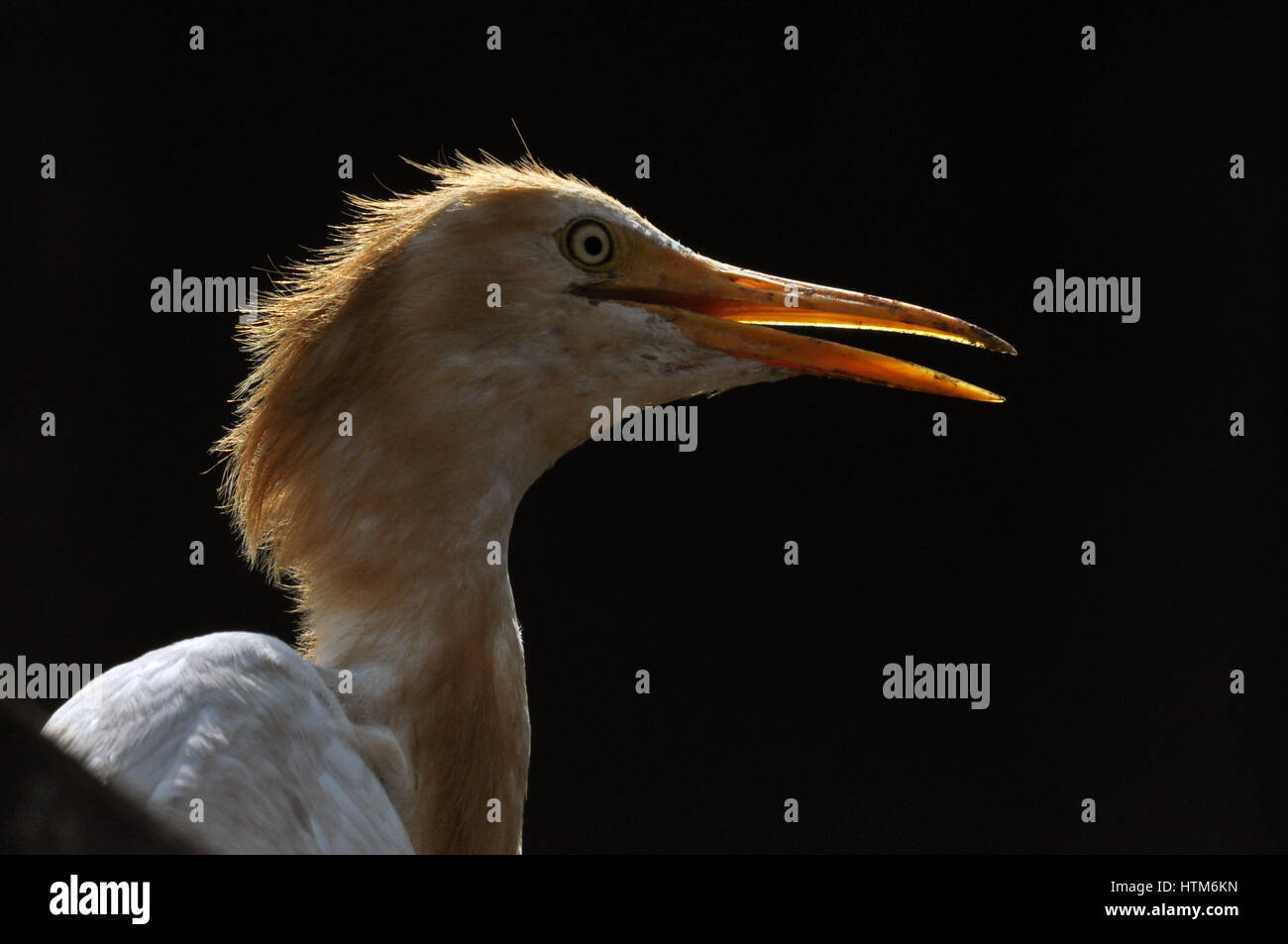 Noida, Uttar Pradesh, India - 1 Settembre 2013: una giovane Airone guardabuoi (Bubulcus ibis) close-up di testa durante la stagione riproduttiva con orange pullme sulla sua Foto Stock