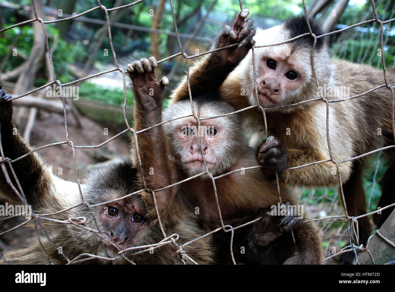 Scimmie cappuccino in uno zoo, Venezuela. Foto Stock