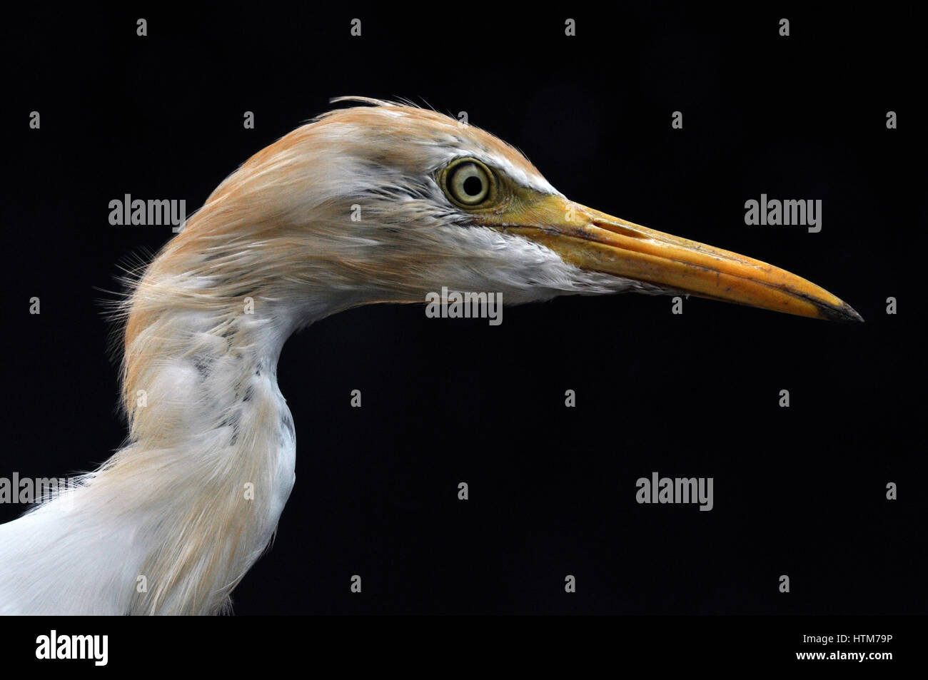 Noida, Uttar Pradesh, India - 25 Settembre 2013: Airone guardabuoi (Bubulcus ibis) close-up di testa durante la stagione riproduttiva con orange pullme sulla sua testa una Foto Stock