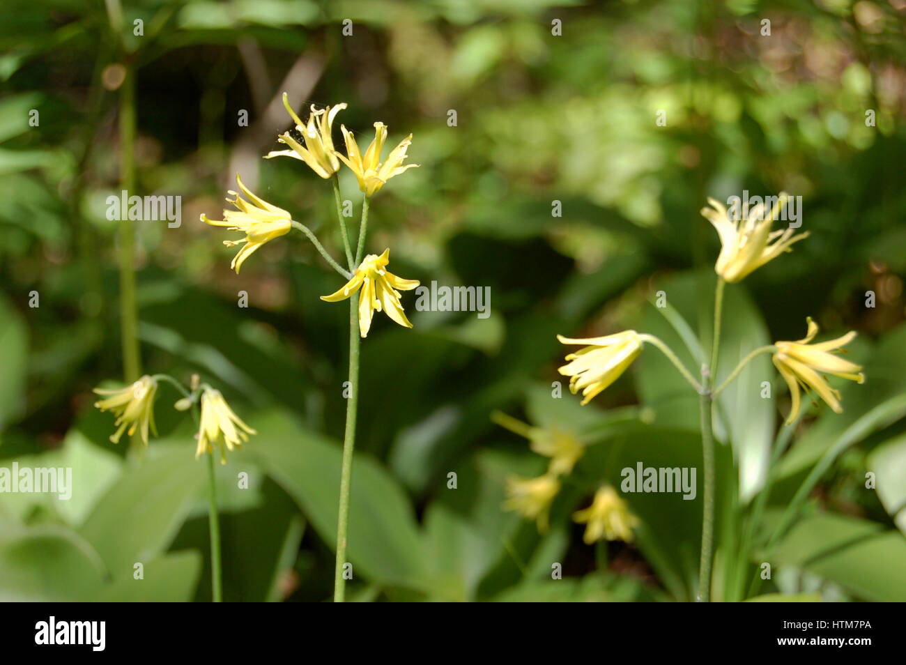 Clintonia Borealis sotto il sole Foto Stock