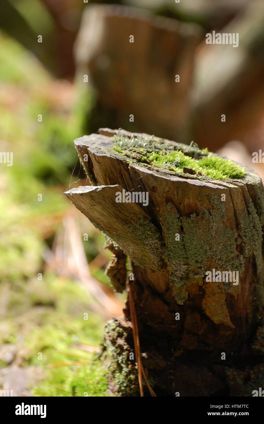 Un ceppo di albero alimenta la vita nuova Foto Stock