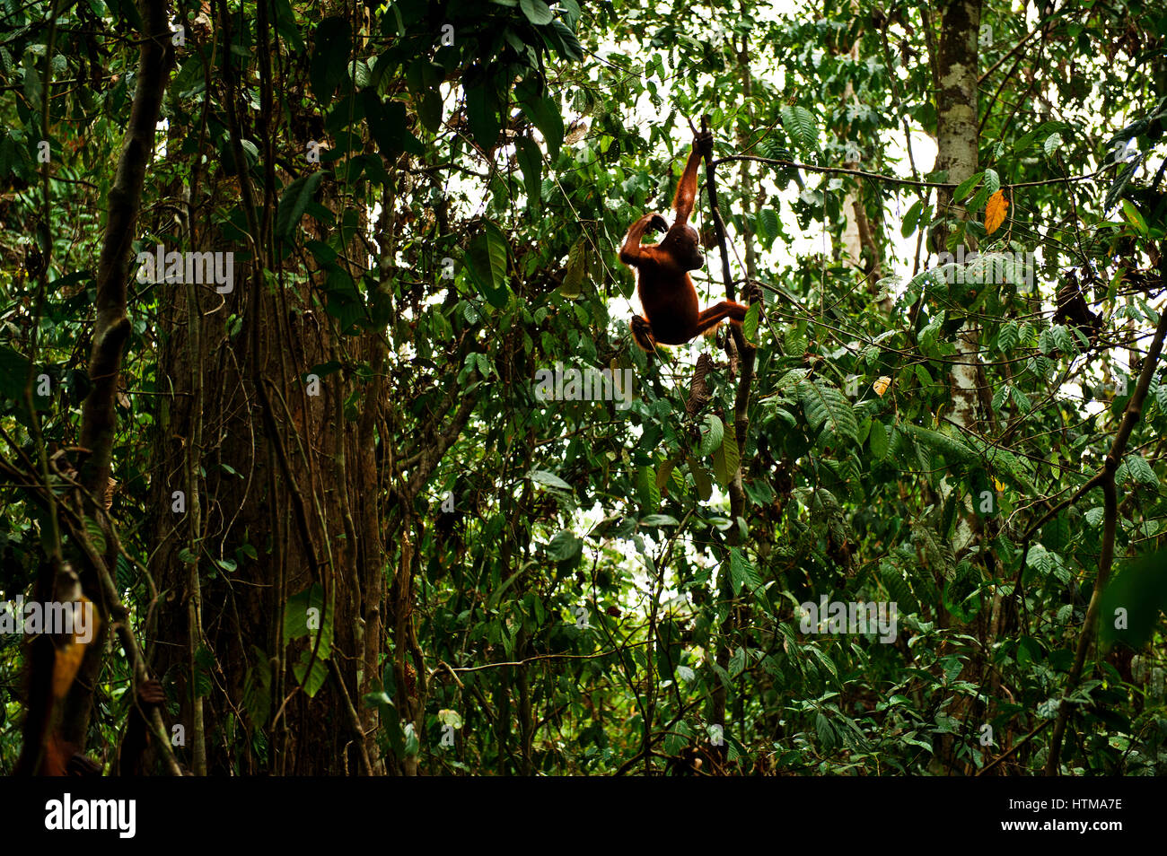 Orangutan nella zona di foresta pluviale primaria nel Sepilok Orang Utan Centro di riabilitazione. Borneo Malese. Foto Stock