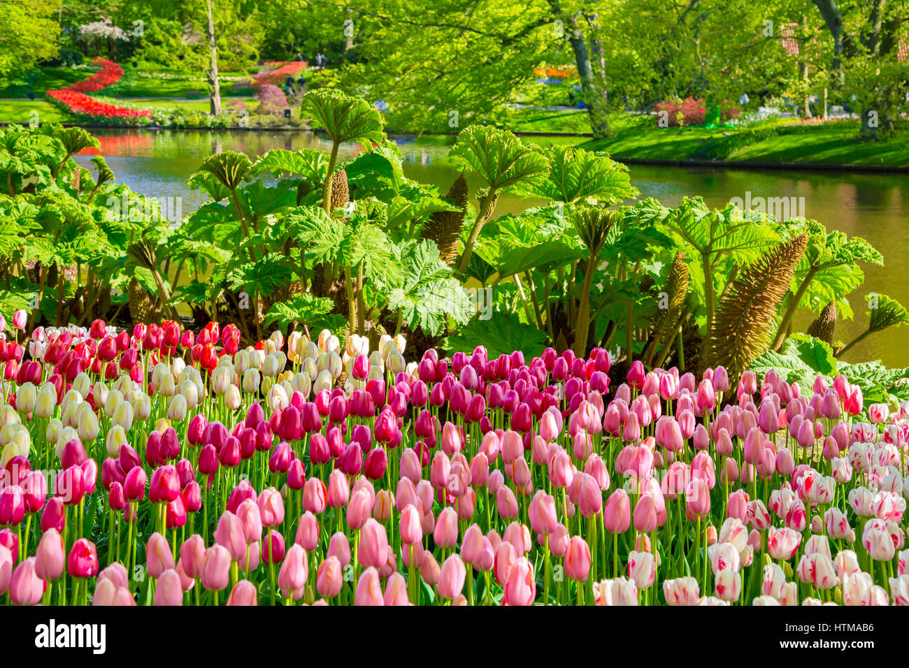 Tulipani colorati nel parco Keukenhof, Olanda Foto Stock