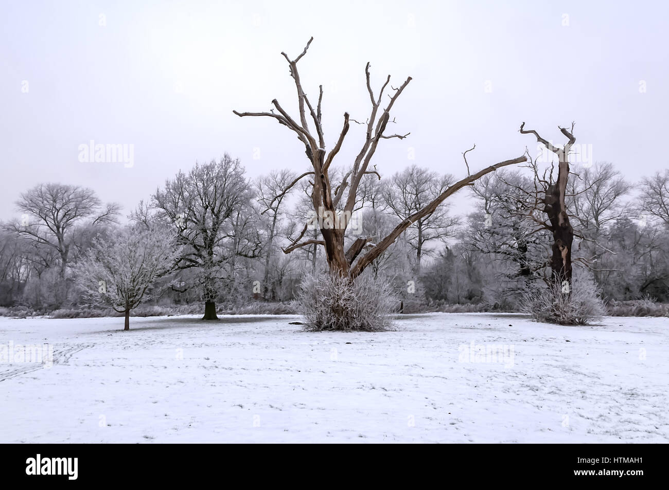 Alberi di inverno Foto Stock