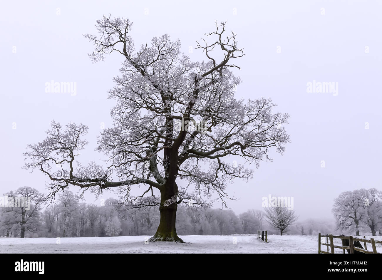 Alberi in inverno Foto Stock