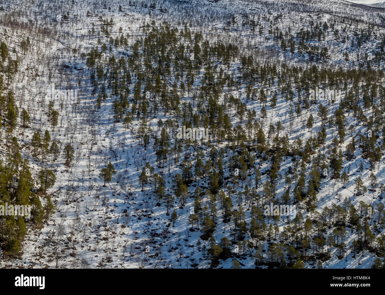 Foresta in Laponia Area, Stora Sjofallet National Park, Lapponia, Svezia. Area del Patrimonio mondiale. Foto Stock