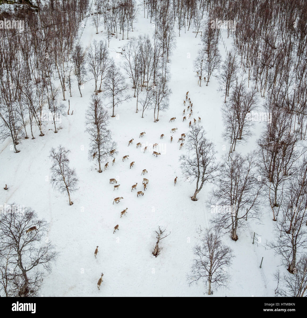 La renna imbrancandosi, Area Laponian, Stora Sjofallet National Park, Lapponia, Svezia. Mondo heritiage Area. Foto Stock