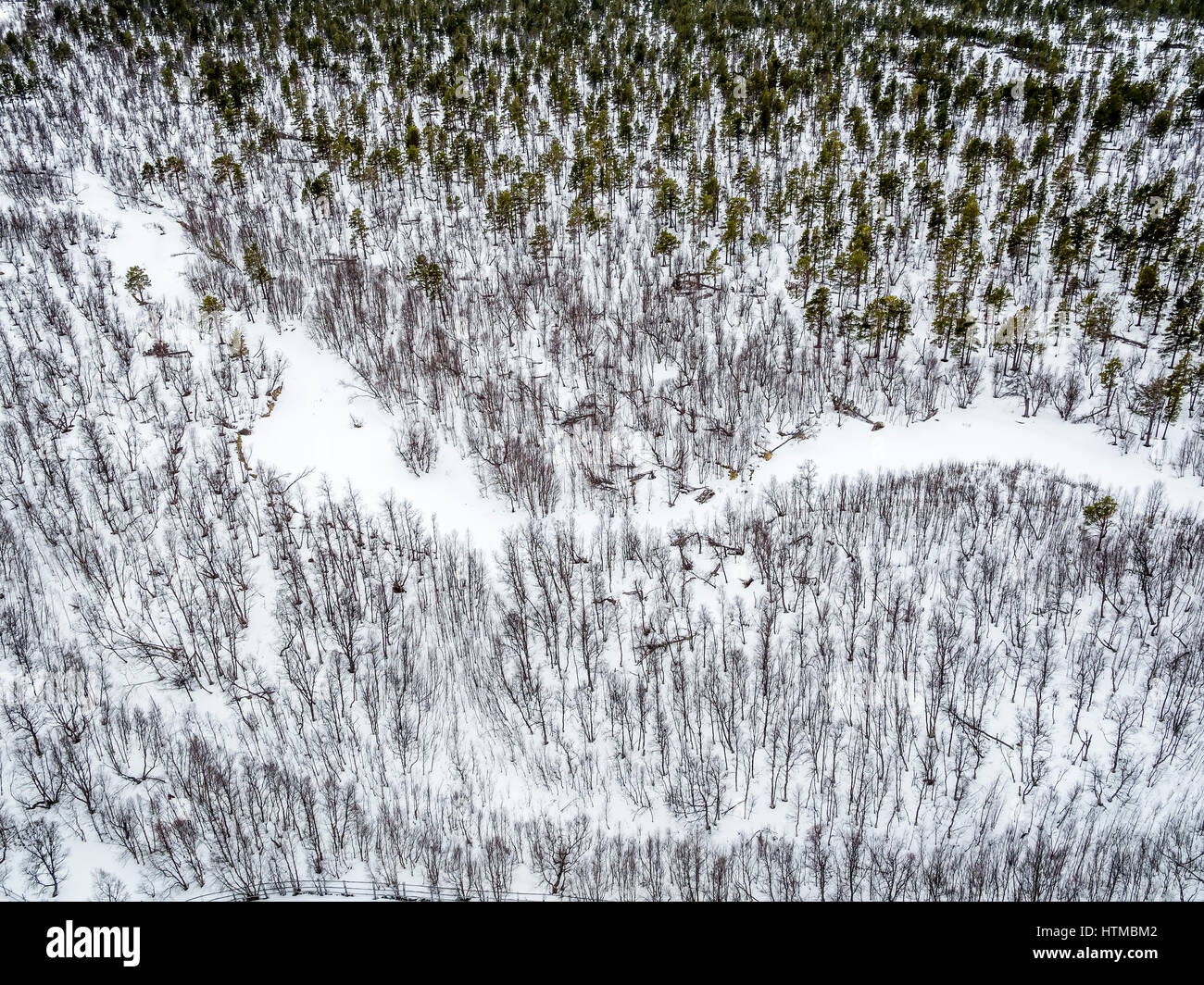 Foresta in Laponia Area, Stora Sjofallet National Park, Lapponia, Svezia. Foto Stock