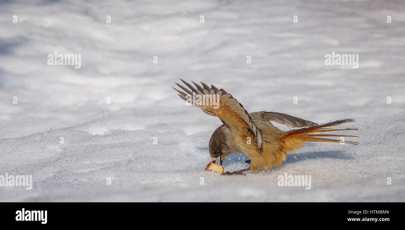 Piccolo uccello mangiare la frutta, Lapponia Svezia Foto Stock