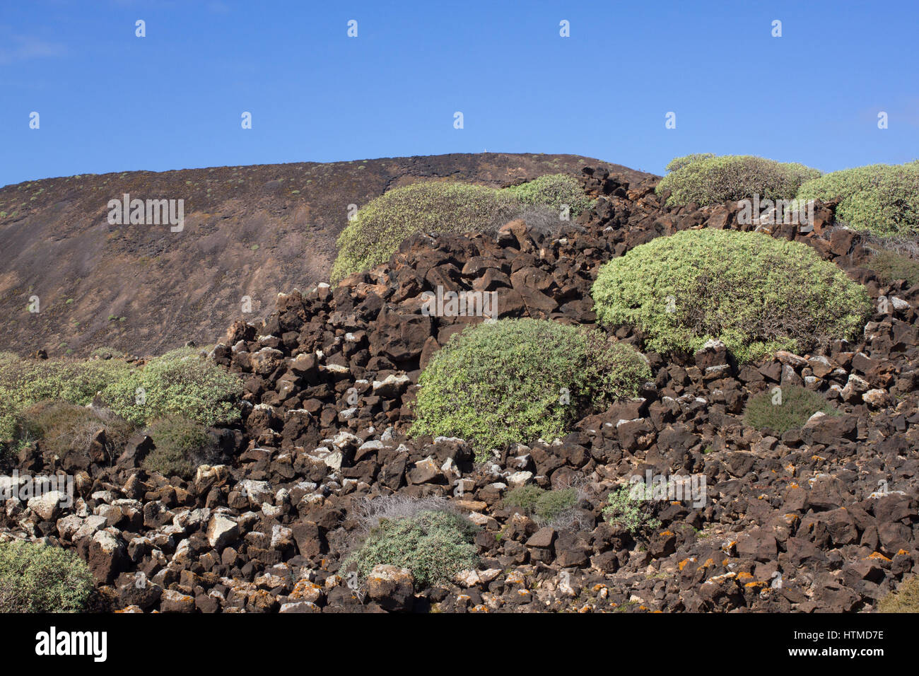 Territorio arido di Isola di Lobos, Canarie, Spagna. Euphorbia balsamifera impianto. Tabaiba dulce. Lanzarote Foto Stock