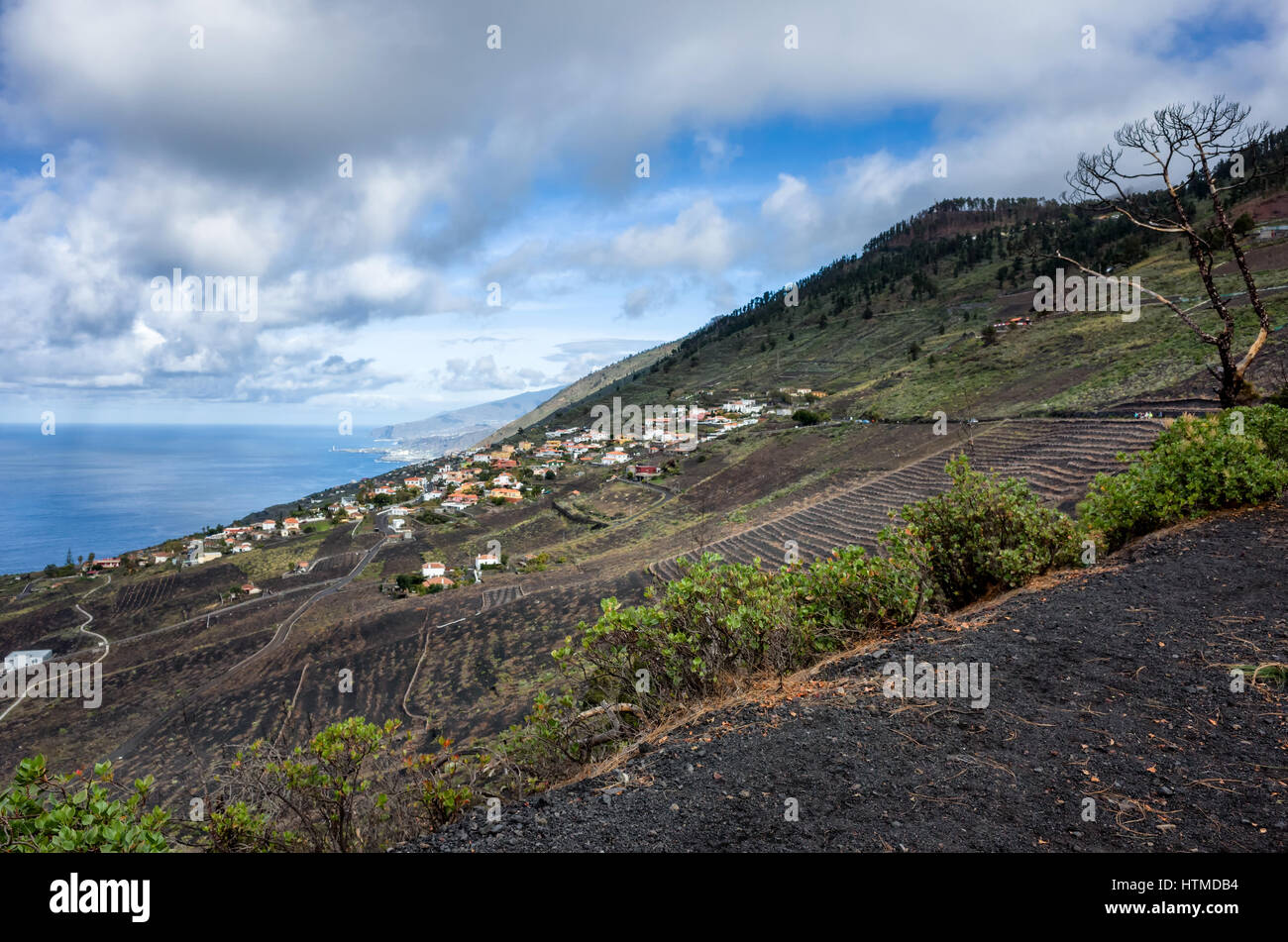 Vigneti, Fuencaliente. La Palma. Una vista sul lato della montagna vigneti dove le viti crescono nel ricco terreno lavico. Un regolamento locale prevede oltre i vitigni coltivati. Foto Stock