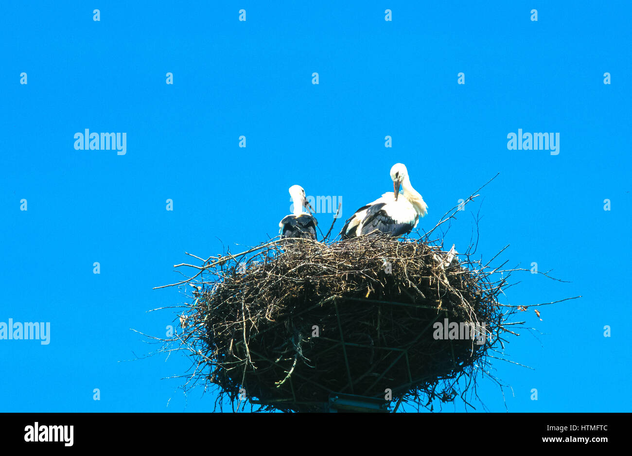 Due cicogne a nido in Polonia Foto Stock