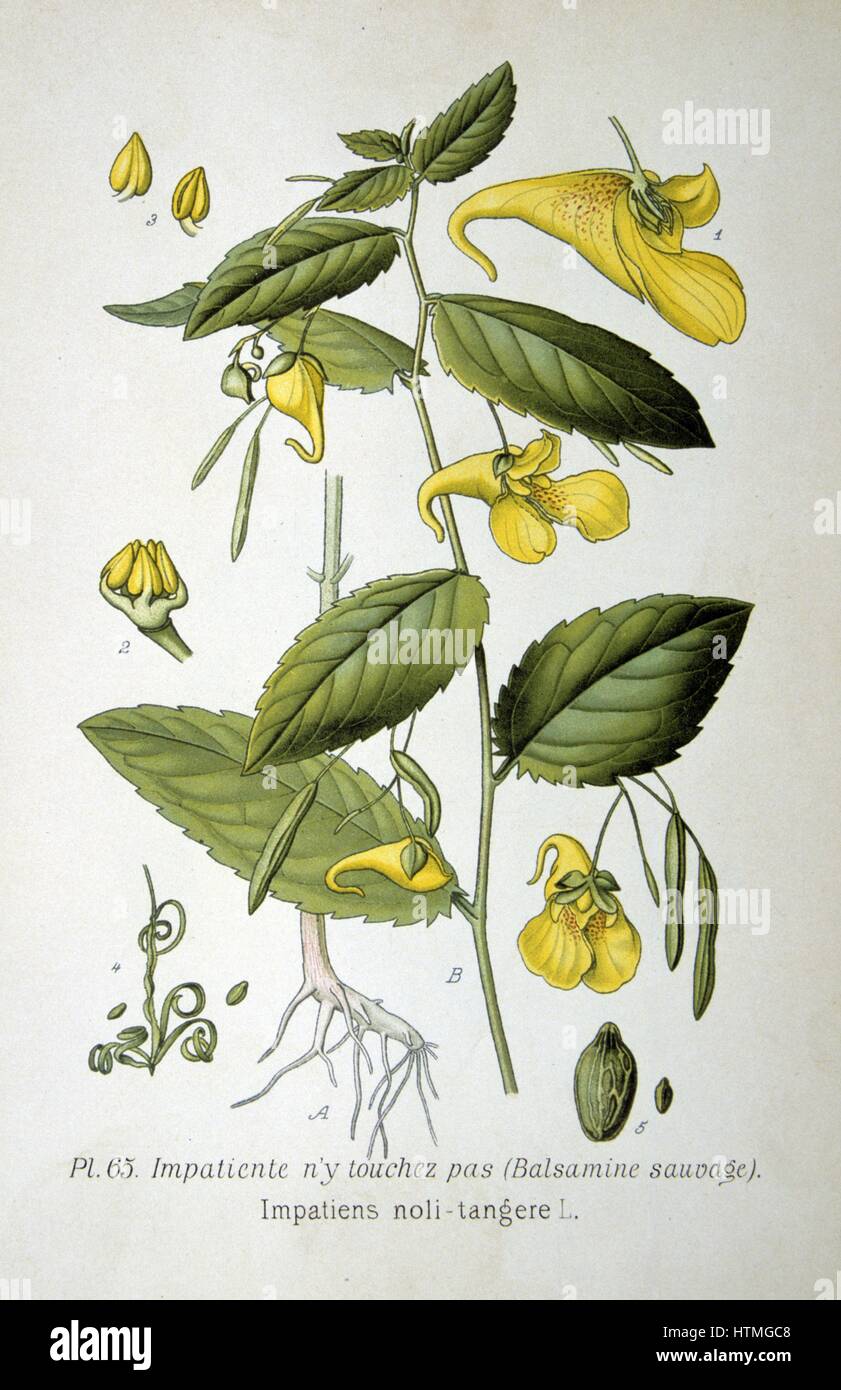 Balsamo del giallo o touch-me-non( Impatiens noli-tangere) pianta erbacea annuale di luoghi umidi in Europa, Asia e Nord America, con capsule di seme che esplodono quando sono maturi. Da Amedee Masclef "Atlas des Plantes de France", Parigi, 1893. Foto Stock