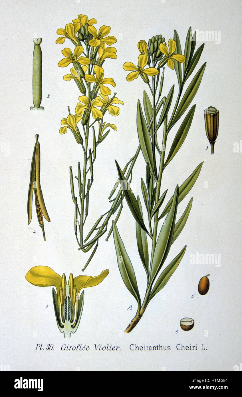 Violaciocca (Cheiranthus cheiri, syn Erisinum cheiri) Comune Violaciocca anche chiamato Gillyflower. Profumi di breve durata perenni. Da Amedee Masclef "Atlas des Plantes de France", Parigi, 1893. Foto Stock