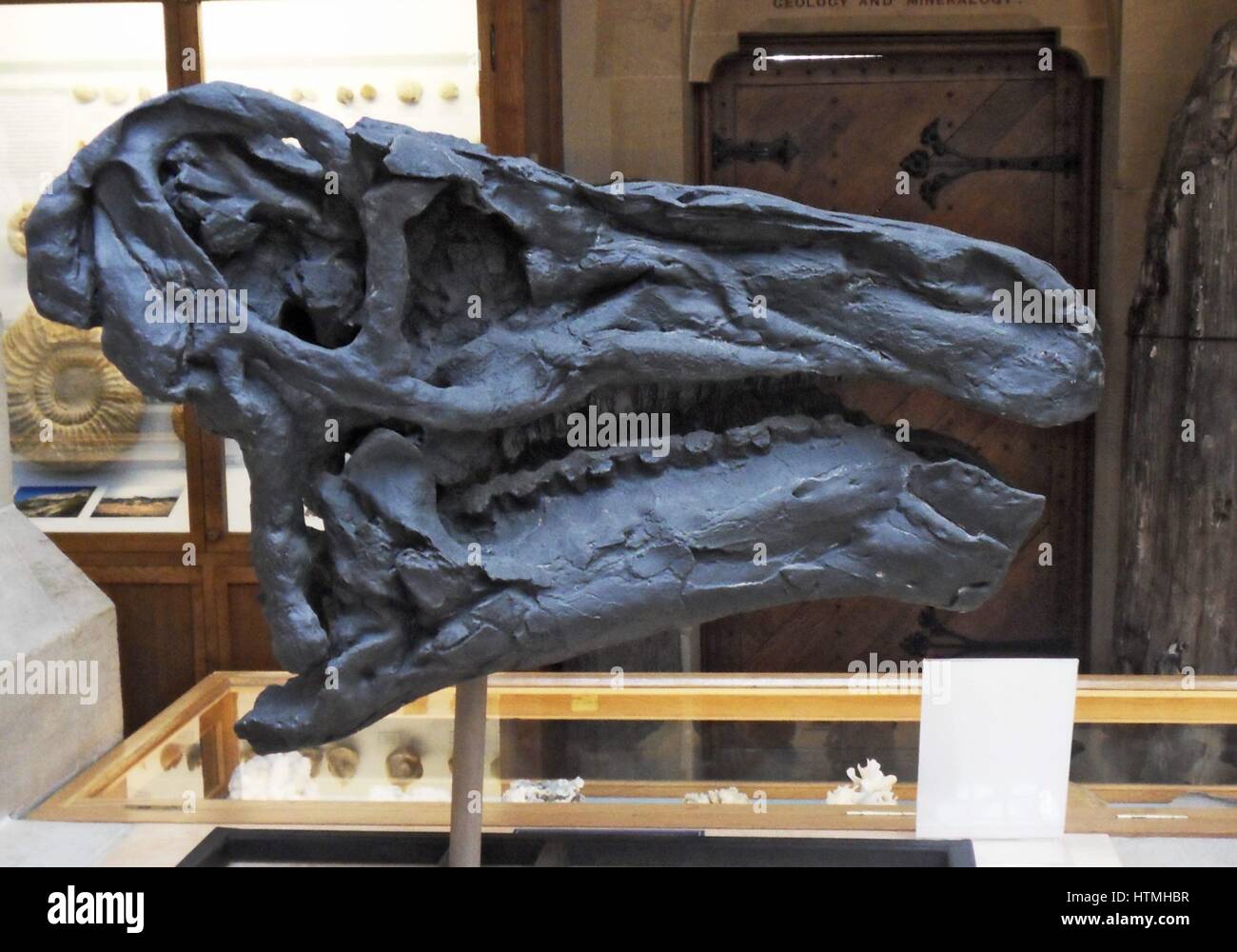 La ricostruzione della testa di Iguanodon bernissartensis. Foto Stock
