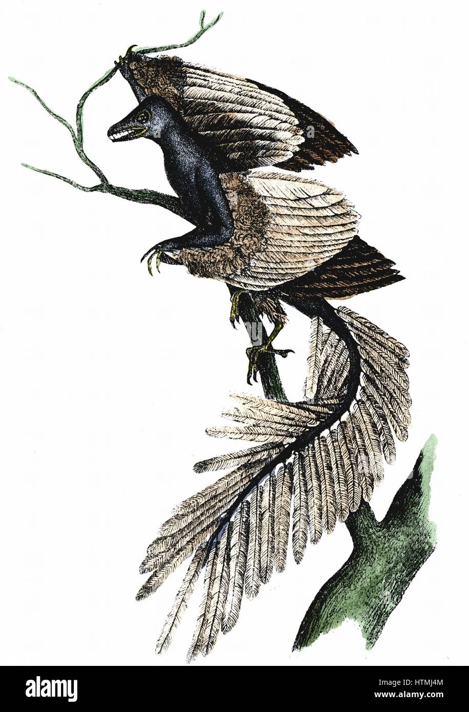 Archaeopteryx - Il primo uccello. Artista della ricostruzione di archaeopteryx che fece la sua comparsa circa 170 milioni di anni fa, sulla base di registrazioni di fossili. Pubblicato stampa 1886. Colorate a mano l'incisione Foto Stock