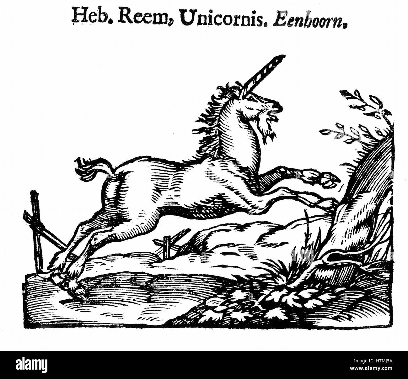 Unicorn (Eb. Reem, Unicornis. Eenhoorn). Da 'Handelene van de Natuere' (Amsterdam 1644), traduzione olandese di "Storia naturale" di Plinio Secundus, Plinio il Vecchio (23-79), scrittore romano sulla storia naturale che morì in eruzione del Vesuvio che Foto Stock