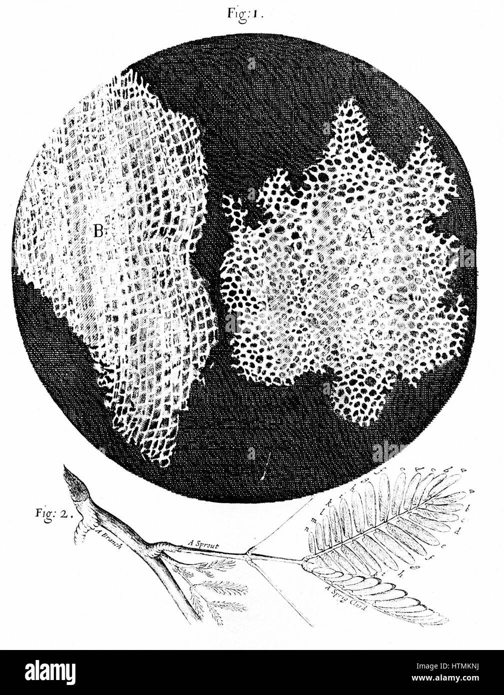 Hooke's osservazioni della struttura cellulare del sughero (fig 1) e rametto di ragionevoli (Sensibile) impianto (fig 2). Primo utilizzo di cella della parola a nome di natura a nido d'ape di sughero. Da Robert Hooke 'Micrographia' London 1665. Incisione Foto Stock