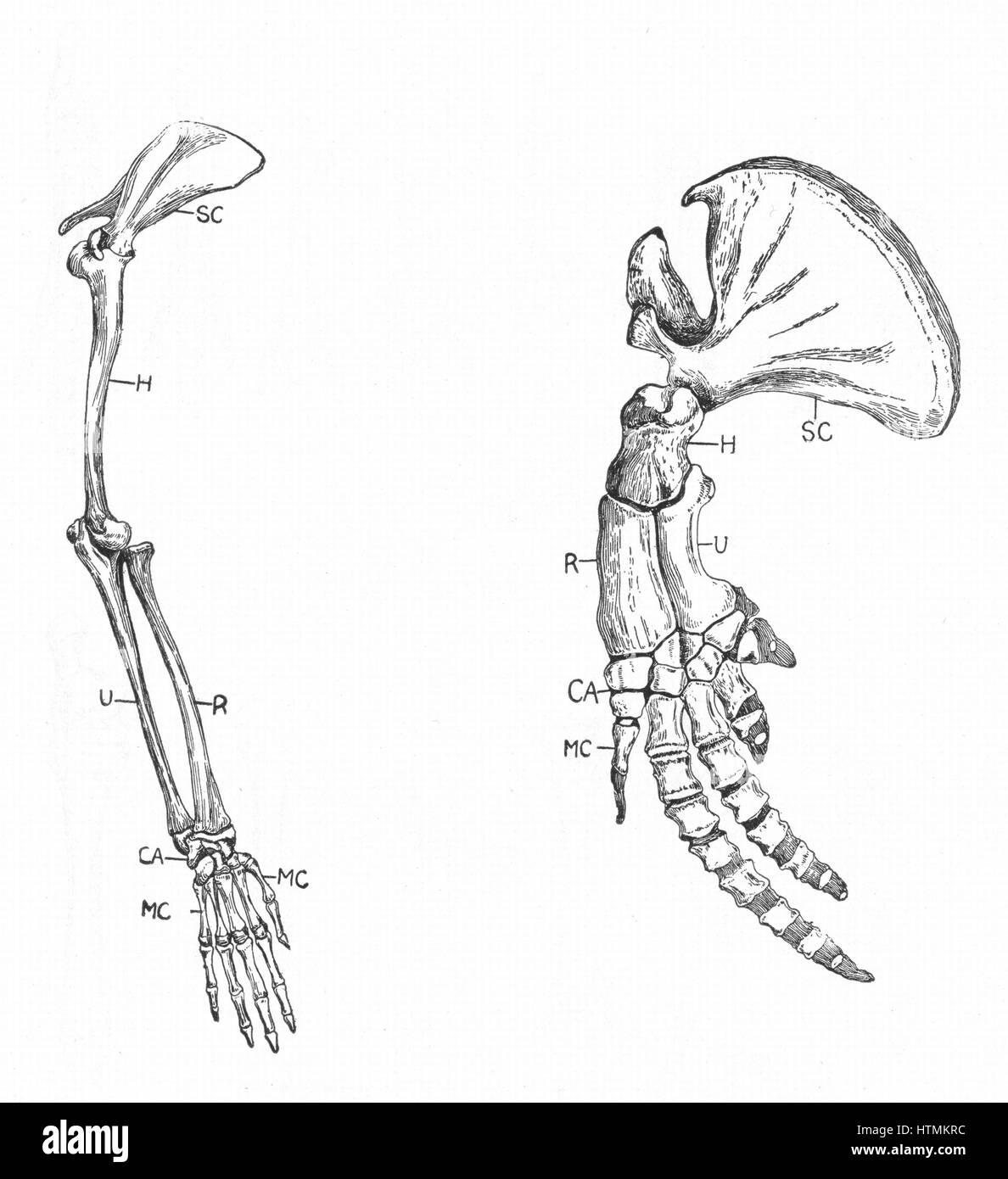 Omologia: A: Fore-arto di scimmia. B: Fore-arto di balena. Sebbene diversi a prima vista, essi dispongono di una simile architettura. SC, scapola: H, Omero: R e U, radio e ulna: CA, polso: MC, il palmo e le dita. Incisione di c. 1920 Foto Stock