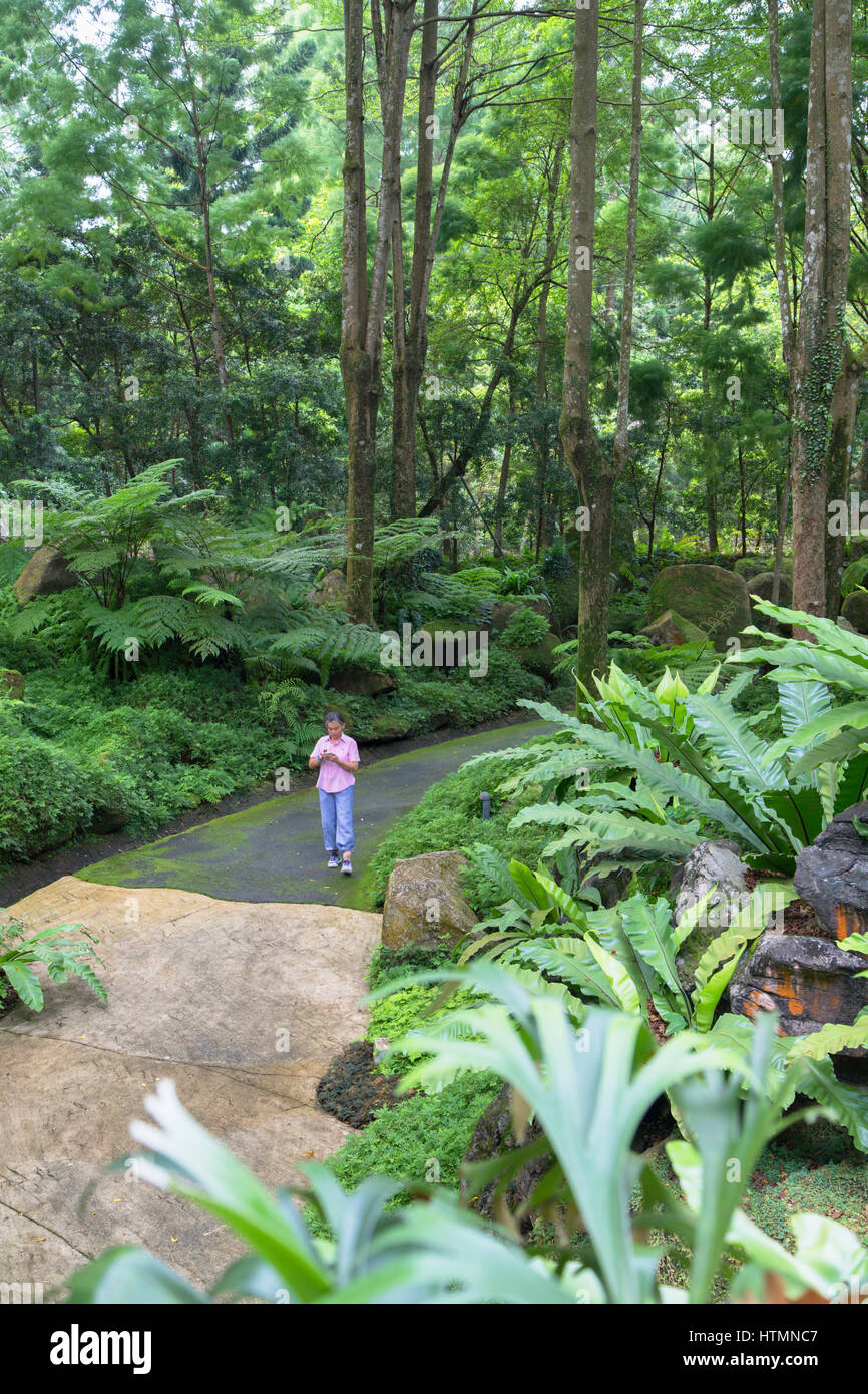 Donna che cammina nel Giardino Botanico (Patrimonio Mondiale dell'UNESCO), Singapore Foto Stock