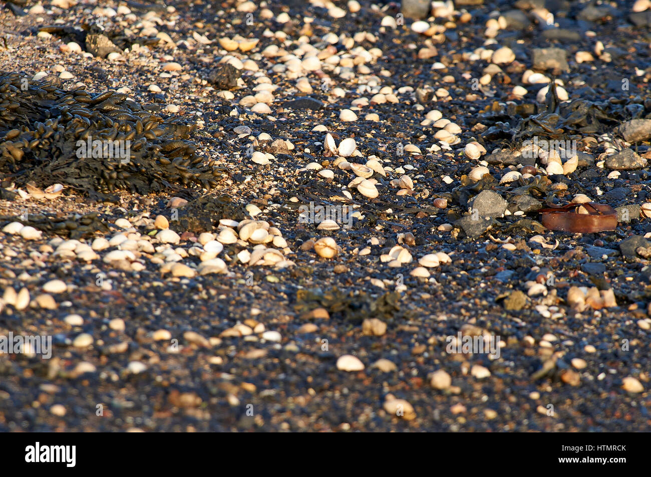 Conchiglie di mare sulla riva del mare Foto Stock