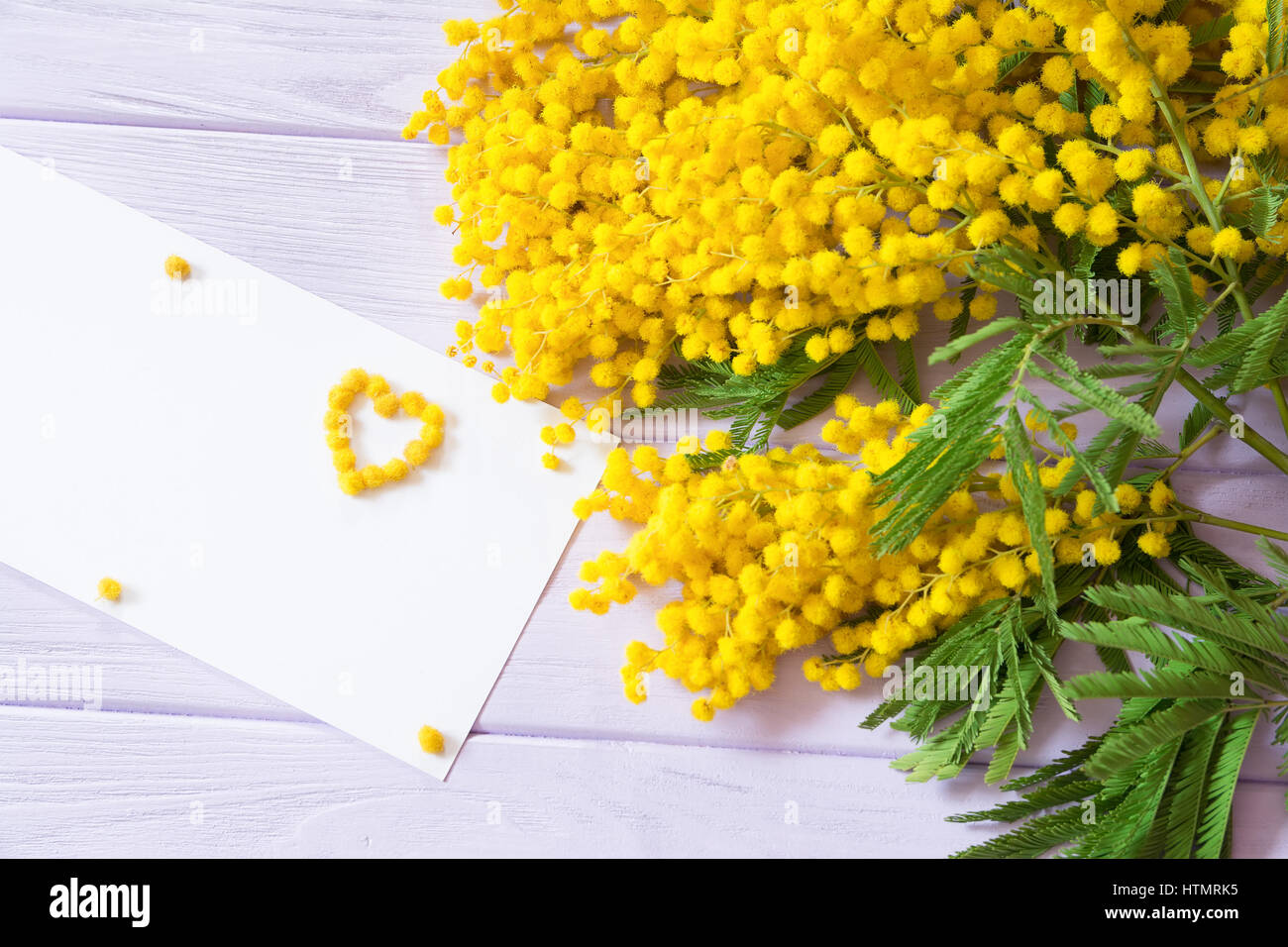 Fiore di mimosa immagini e fotografie stock ad alta risoluzione - Alamy