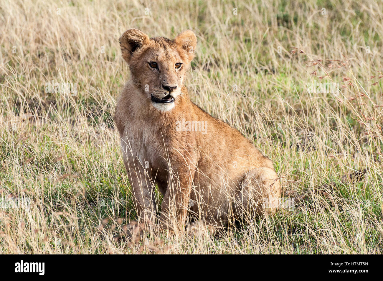 Un lone LION CUB attende pazientemente il ritorno di sua madre. Presi la mattina presto nel Masai Mara, Kenya Foto Stock