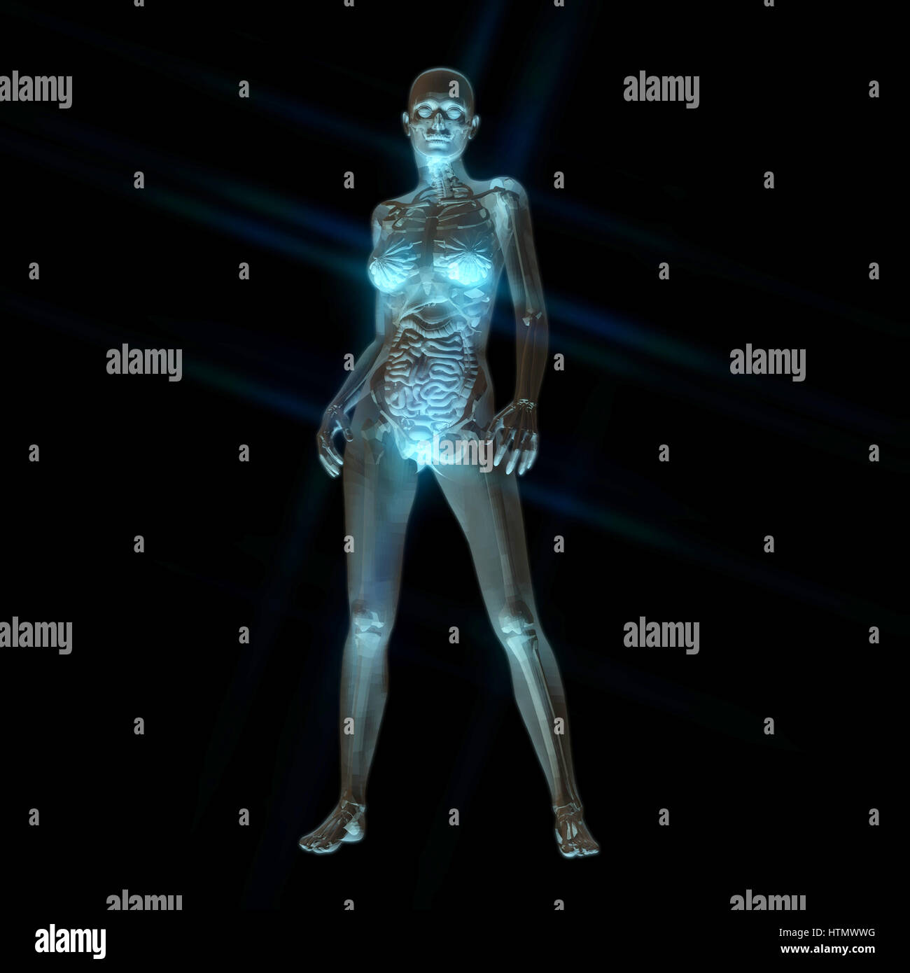 Digitali 3D Rendering della femmina di anatomia umana Foto Stock