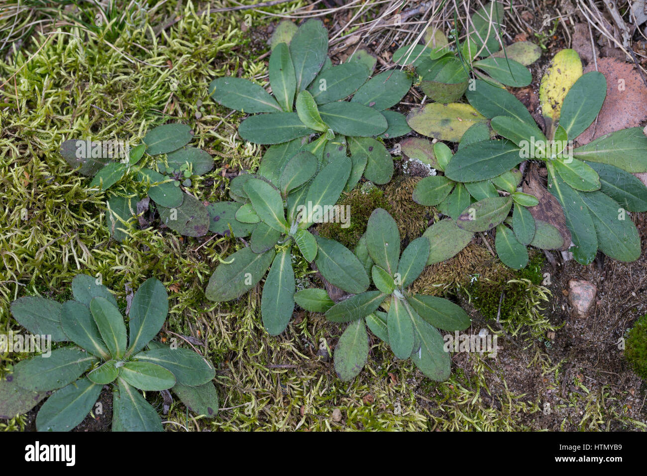 Kleines Habichtskraut, Blatt, Blätter, Blattrosette, Kleines Habichtkraut, Mäuseohr, Mausohr-Habichtskraut, Hieracium pilosella, Pilosella officinarum Foto Stock