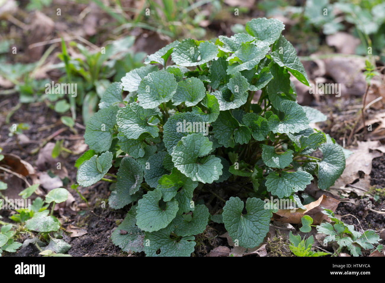 Gewöhnliche Knoblauchsrauke, Knoblauchrauke, Knoblauch-Rauke, Knoblauchs-Rauke, Lauchkraut, junge, zarte Blätter vor der Blüte, Alliaria petiolata, egli Foto Stock