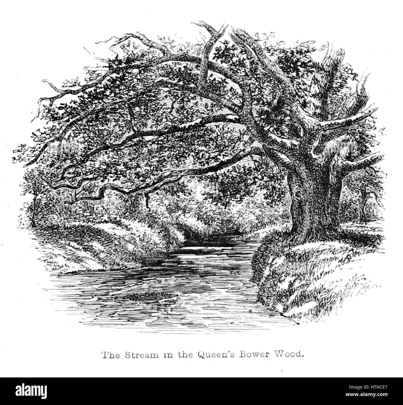 "La New Forest: La sua storia e il suo paesaggio" è un'opera storica che illustra la bellezza naturale e il significato della New Forest nel sud dell'Inghilterra. Il libro evidenzia la ricca biodiversità della regione, i monumenti storici e il ruolo importante che ha svolto nella storia culturale inglese. Foto Stock