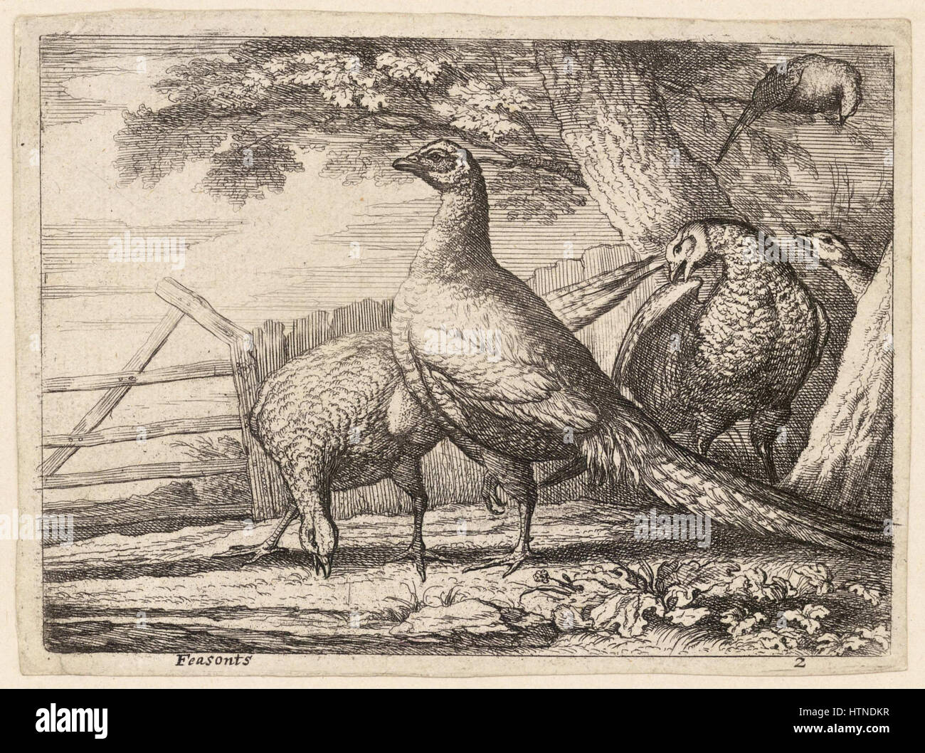 "Fagiani" di Wenceslas Hollar è un'intricata incisione che mostra la padronanza dell'artista nella raffigurazione degli animali. Noto per le sue incisioni dettagliate, Hollar cattura la grazia naturale e la bellezza del fagiano. Foto Stock