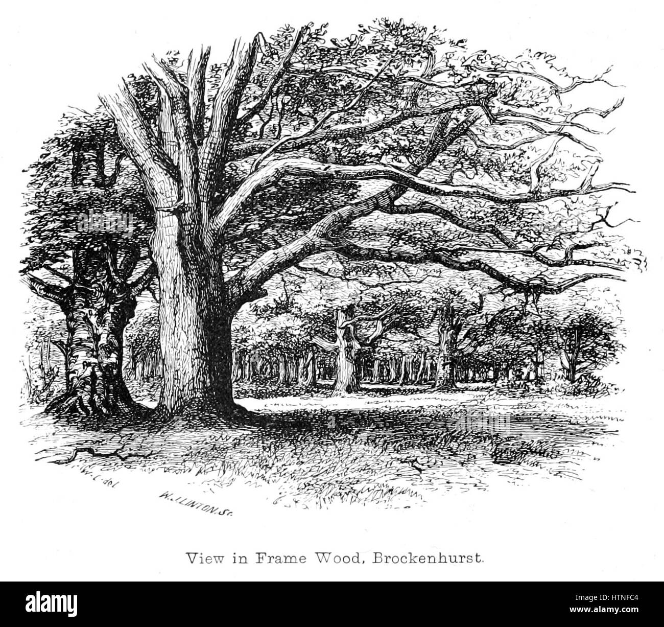 Questa pagina di "The New Forest: La sua storia e il suo paesaggio" esplora la ricca storia e le bellezze naturali della New Forest. Mette in evidenza il ruolo della foresta nella storia britannica e i suoi pittoreschi paesaggi, offrendo approfondimenti sulla sua importanza culturale ed ecologica. Foto Stock