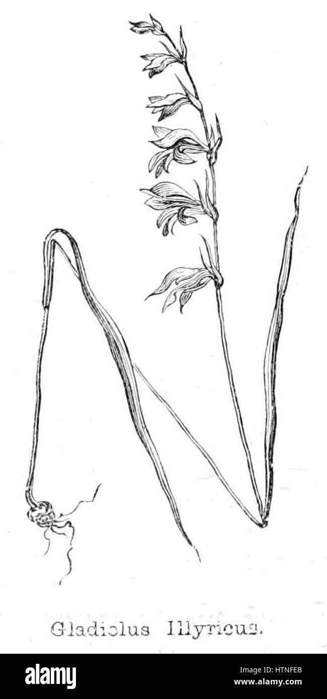 Gladiolus illyricus, un'incisione da The New Forest: Its history and its scenery di John R. Wise, disegnata da Walter Crane e incisa da William James Linton, pubblicata da Smith, Elder and Co., Londra, nel 1863. Foto Stock