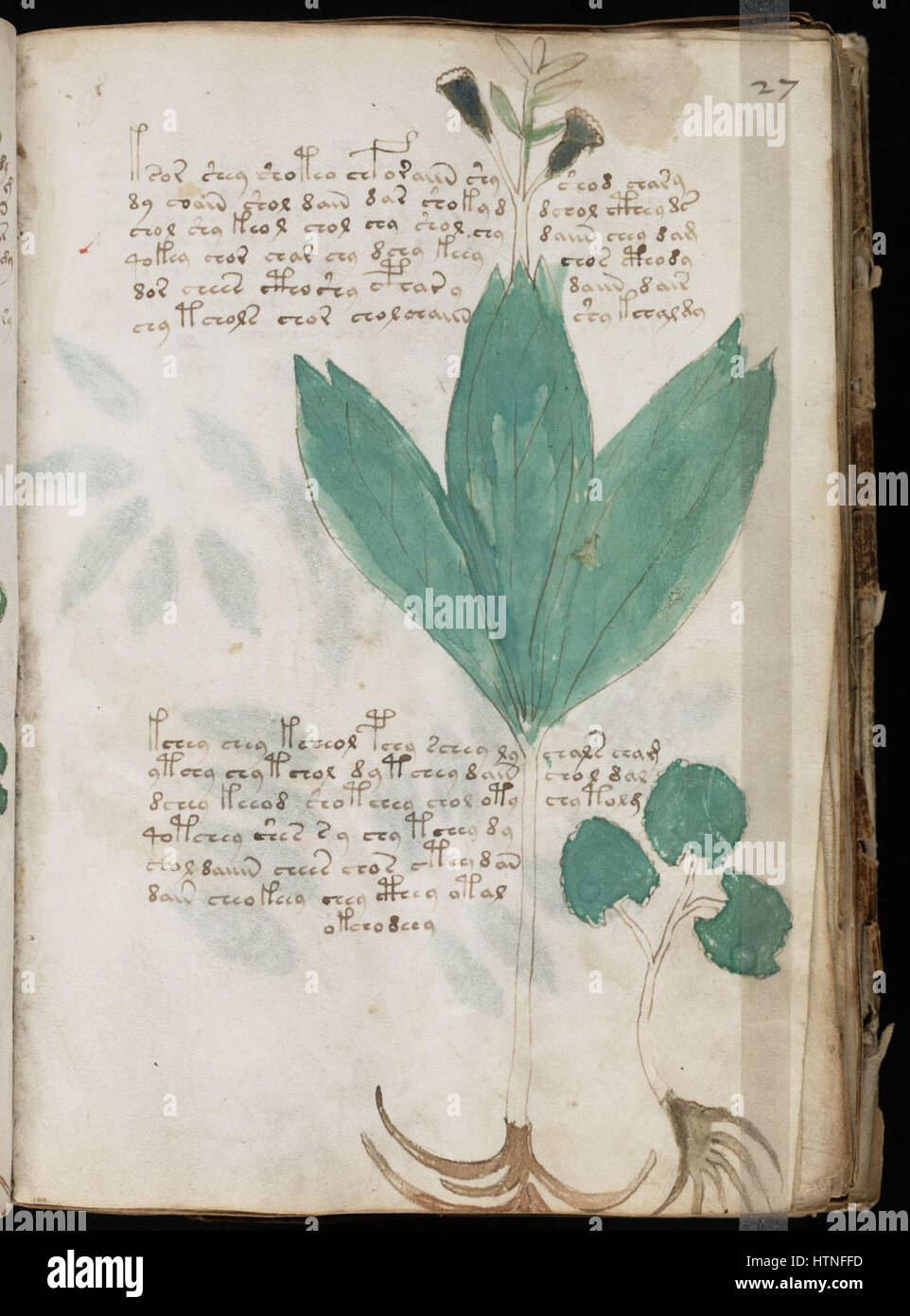 Manoscritto Voynich (53) Foto Stock