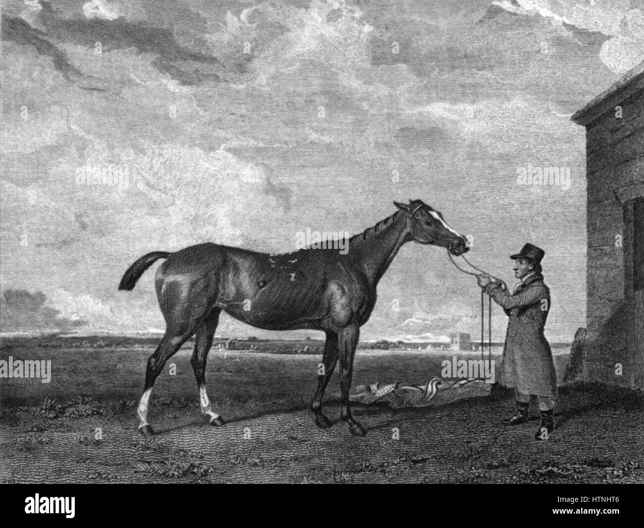 Il dipinto 'Rhoda' presenta un cavallo di nome Rhoda, che mostra la forma dettagliata e la bellezza naturale dell'animale, reso in uno stile realistico. Foto Stock