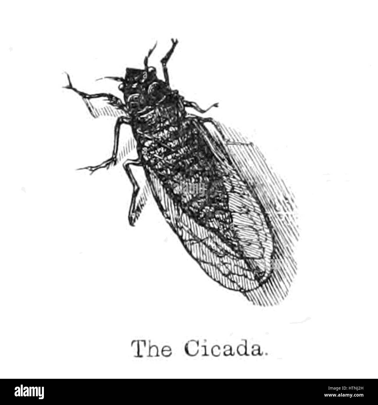 La foresta di nuovo la sua storia e i suoi paesaggi - pagina 328 Foto Stock