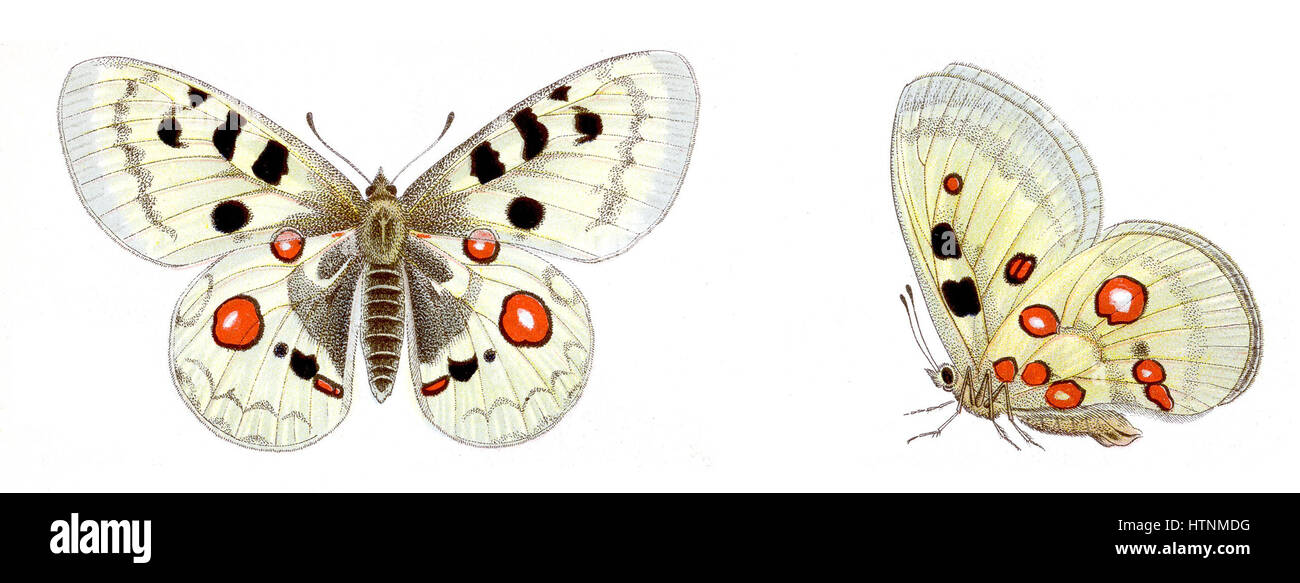 Parnassius apollo - Roter Apollo Foto Stock