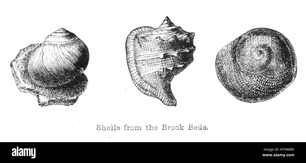 La foresta di nuovo la sua storia e i suoi paesaggi - pagina 249 Foto Stock