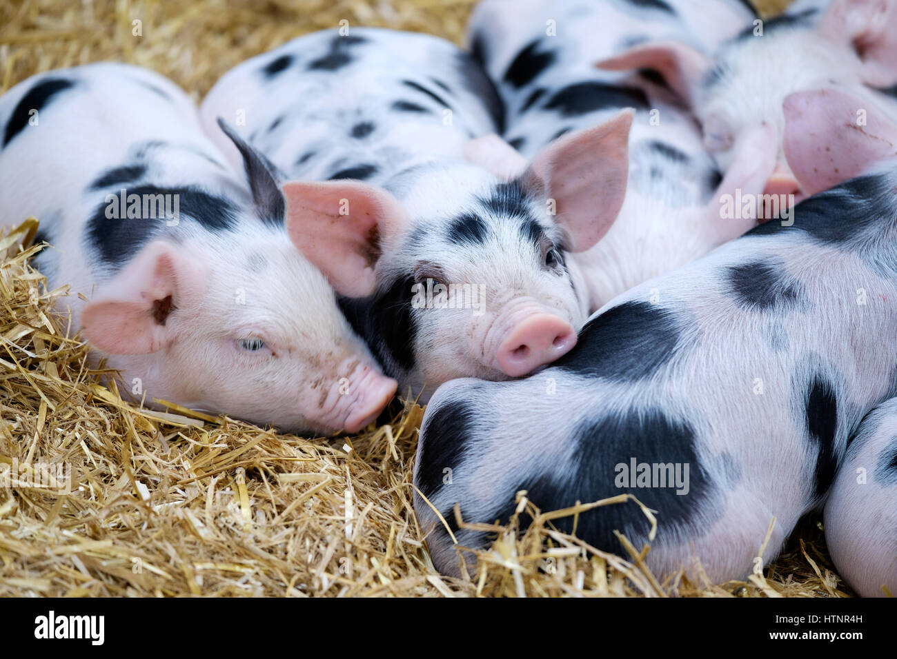 Una cucciolata di Gloucestershire vecchio spot di suinetti sdraiato sul fieno e accoccolato su insieme vicino la loro madre seminare deriva sucklingasleep ha spinto in appoggio Foto Stock