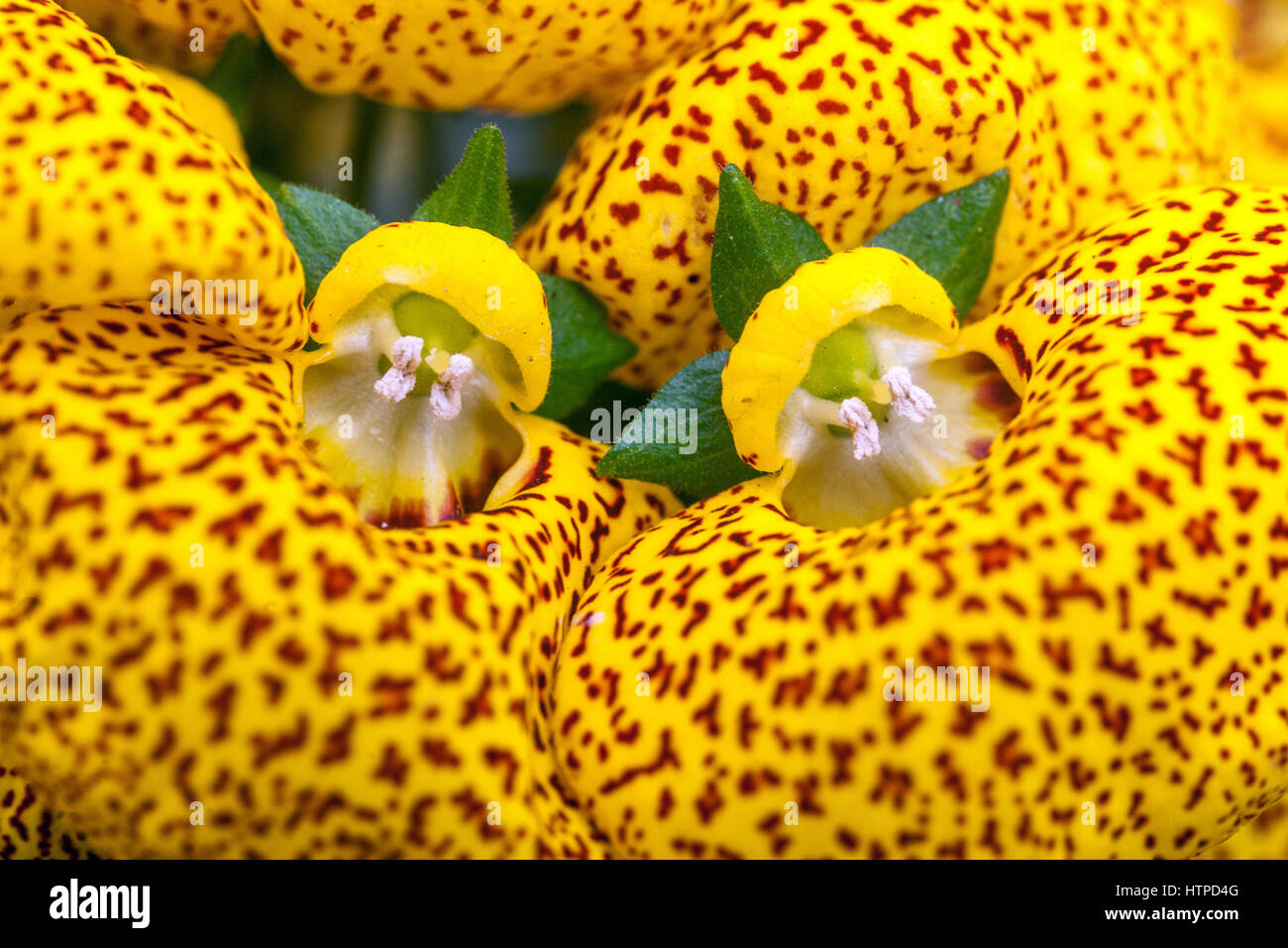 Calceolaria "Macchie gialle" pianta di libro di libro di pocketbook, slipperwort Foto Stock