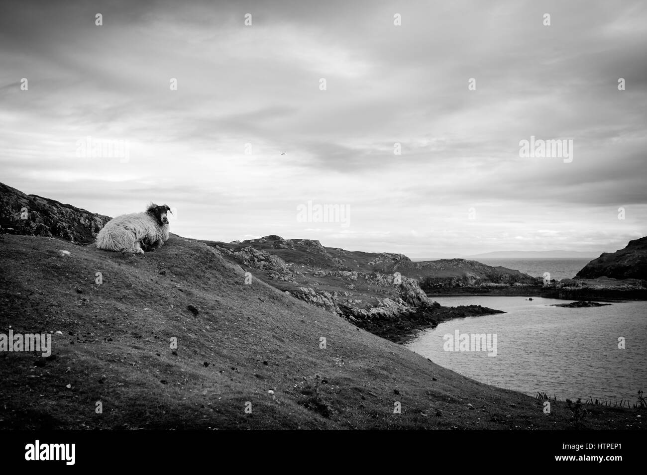 Ovini e pittoresca vista di pascoli e di mare, Rodel Ebridi Esterne, Scozia Foto Stock