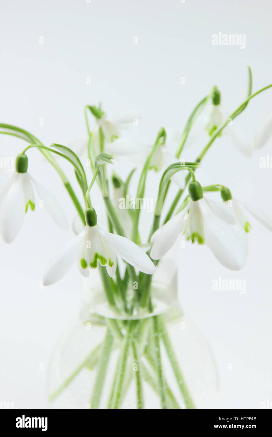 Un mazzetto di appena raccolto singolo fiore bucaneve (galanthus) in un vaso di vetro contro uno sfondo bianco in un inglese home in febbraio Foto Stock