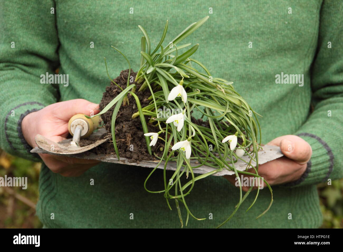 Giardiniere porta sollevato bucaneve (Galanthus nivalis) che sono 'nel verde" - ancora in foglia - Pronto per il dividendo e il reimpianto in un giardino inglese Foto Stock