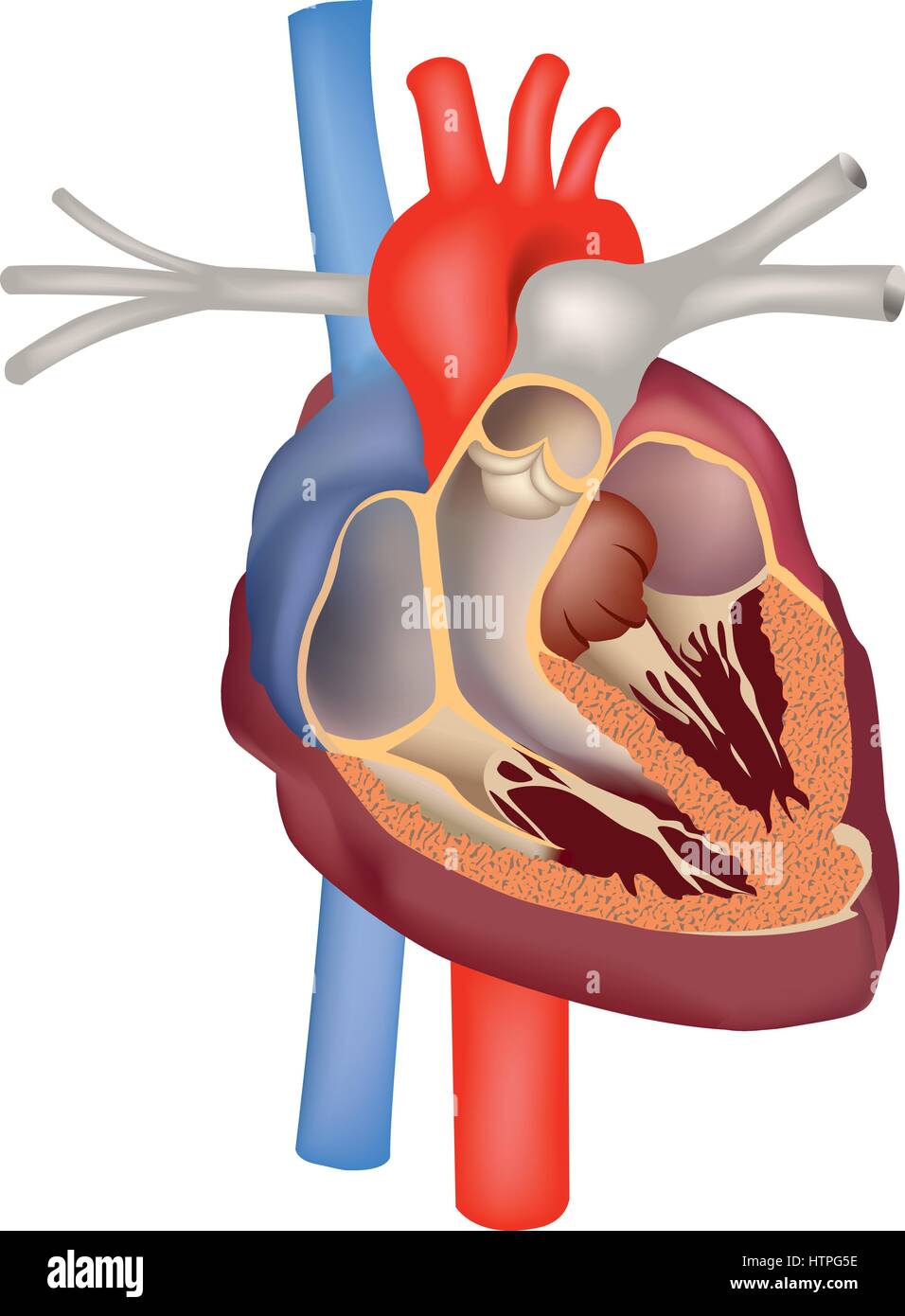 Anatomia cardiaca segno medico. cuore umano sezione struttura Illustrazione Vettoriale