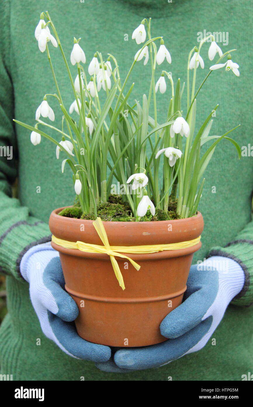 Giardiniere maschio porta comune (bucaneve Galanthus nivalis) in un vaso di terracotta per il posizionamento in un giardino inglese nel tardo inverno Foto Stock